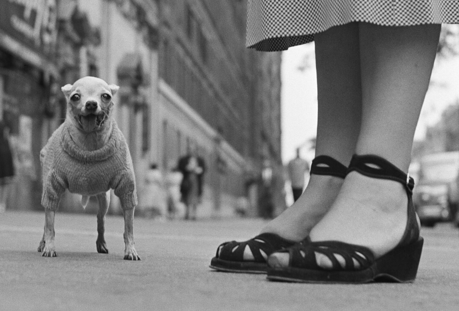 Elliott Erwitt, Small Dog Standing by Woman (1946)
