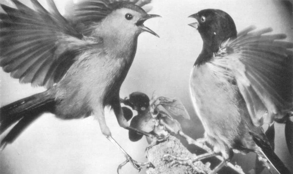 Catbird and towhee in an argument