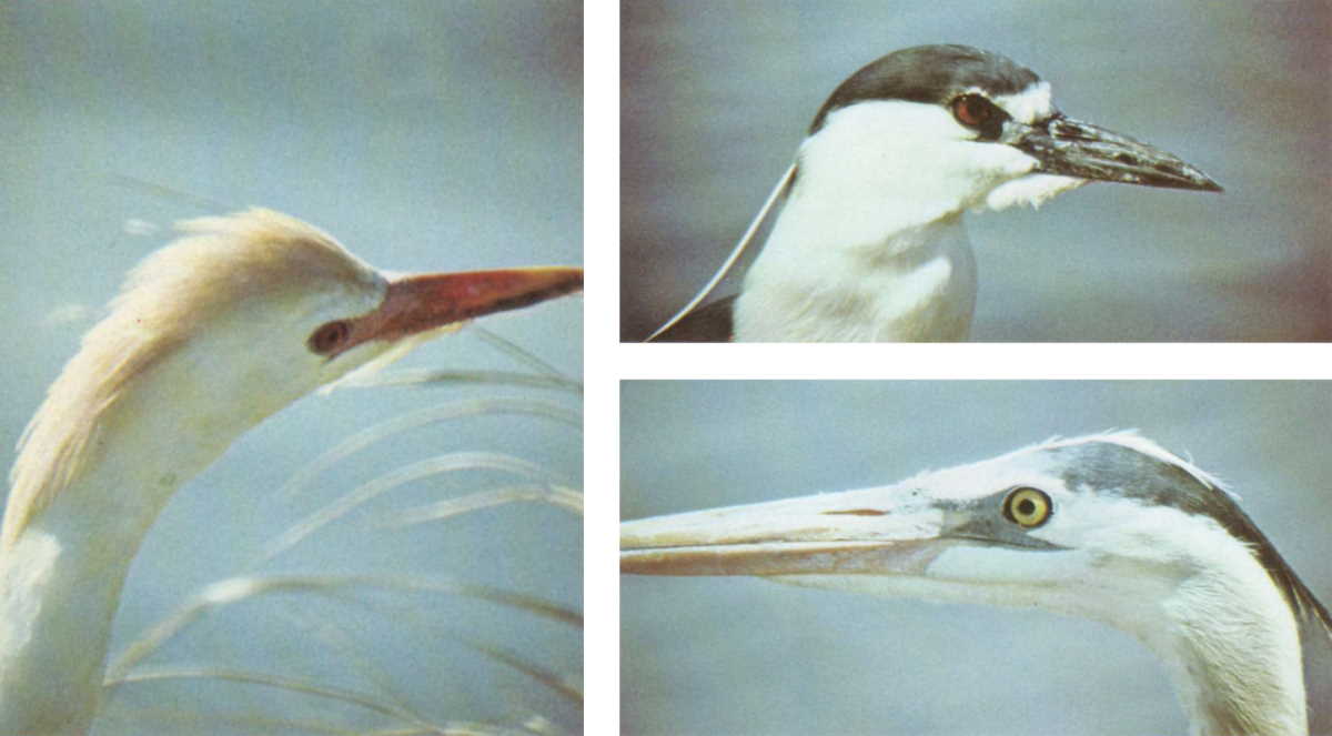 Nature images by Michael Clark in Questar’s 1972 booklet